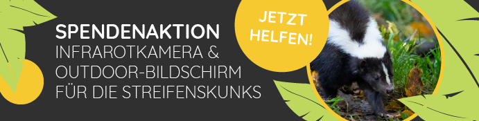Zoofreunde_Skunks